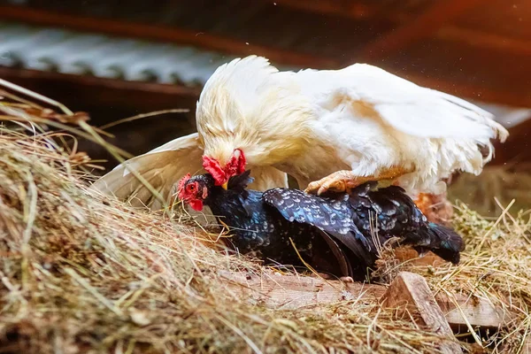 Mating of a white rooster and a black hen on a farm, in a henhouse with hay.