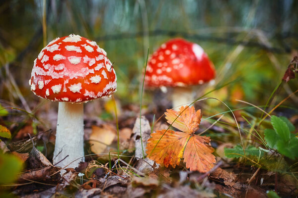 Amanita Muscaria, poisonous mushroom. Photo has been taken in the natural forest background