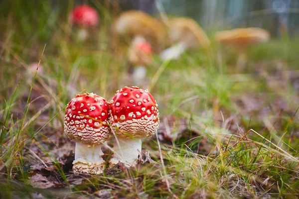 Amanita Muscaria Trujący Grzyb Zdjęcie Zostało Zrobione Naturalnym Tle Lasu — Zdjęcie stockowe