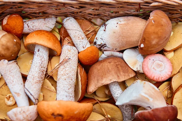 Taze toplanmış orman mantar kahverengi ve turuncu şapkalı, yakın bir sürü o doldu.