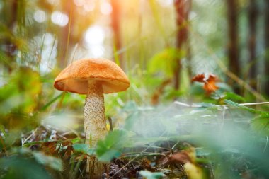 Güneşli bir sonbahar çimleri Leccinum mantar. Seçici yumuşak odak, bulanık ön ve arka plan.