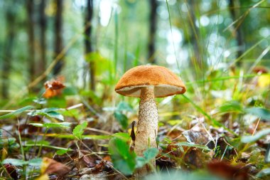 Güneşli bir sonbahar çimleri Leccinum mantar. Seçici yumuşak odak, bulanık ön ve arka plan.