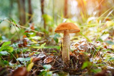 Güneşli bir sonbahar çimleri Leccinum mantar. Seçici yumuşak odak, bulanık ön ve arka plan.