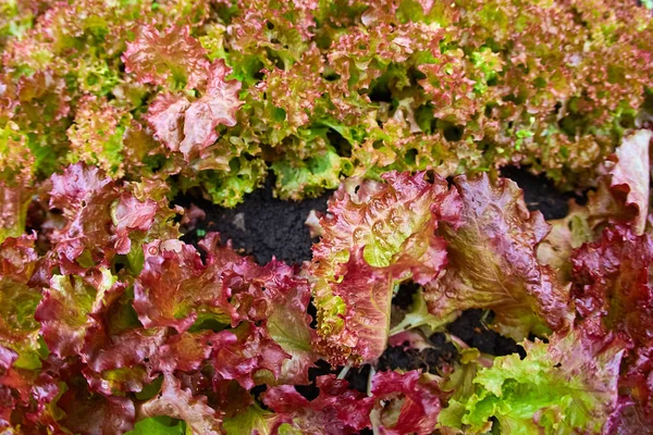 Romania Lettuce Plant Vegetable Farm Vegetable Garden Site — Stock Photo, Image