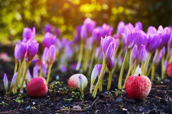 In the garden came autumn. A beautiful autumn flower bloomed - colchicum, similar to spring crocuses. Apples fall to the ground. At heart, sadness and nostalgia for the past summer warm days