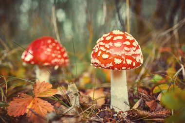 Amanita Muscaria, zehirli mantar. Fotoğraf doğal orman arka planında çekildi..