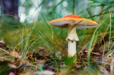 otların arasında büyüyen kırmızı agaric mantar.