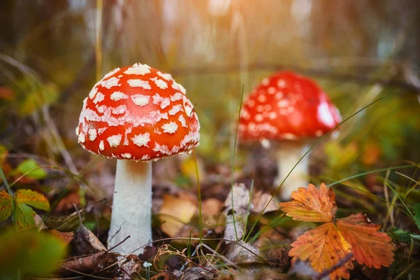 ベニテングダケ Amanita またはフライとしてよく知られています 秋の森の自然環境に有害な菌 — ストック写真