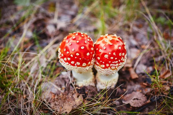 Amanita Muscaria Powszechnie Znany Jako Muchomor Lub Latać Trujący Grzyb — Zdjęcie stockowe