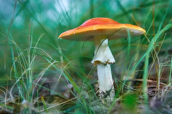 Latać Agaric Lub Latać Grzyby Amanita Amanita Muscaria — Zdjęcie stockowe