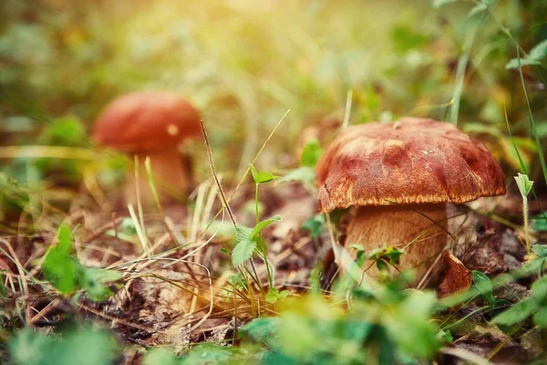 Champignons Bolet Poussant Forêt Champignons Cèpes Automne Cueillette Des Champignons — Photo