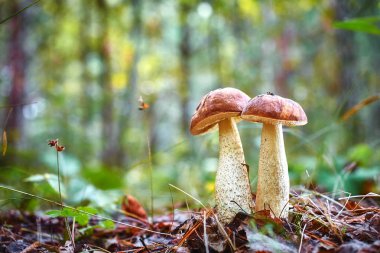 Macrophotography birlikte vahşi ormanda büyüyen iki çörek mantar.