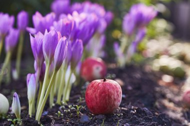 Sonbahar çiçek Colchicum, bahar campanula'lar benzer. Geç sonbaharda zehirli Colchicum kütükler.