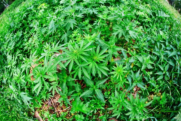 Cannabis Germoglia Giovani Foglie Natura Obiettivo Fisheye Vista Dall Alto — Foto Stock