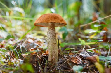 Sonbahar manzara. Küçük Leccinum mantar orman çim ve güneş ışığı altında closeup Çam iğneleri