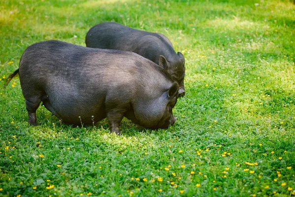 Cerdo Vietnamita Con Vientre Maceta Pastando Césped Con Hierba Verde —  Fotos de Stock