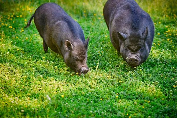 Wietnamski Duże Wybrzuszony Czarne Świnie Pasły Się Farmie Jasny Zielony — Zdjęcie stockowe