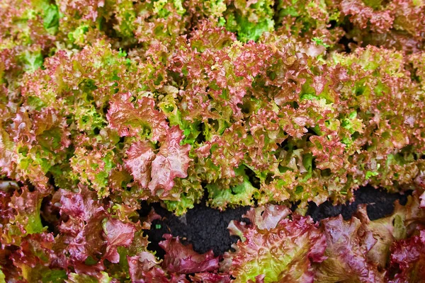 Red and Green coral salad, Salad organic hydroponic farm, green salad Vegetable leaf, Red Leaf Lettuce, Red Oak. Fresh red oak lettuce, green oak lettuce and cos lettuce