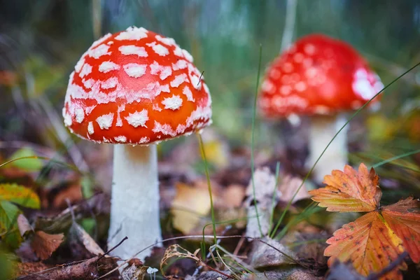 Amanita Muscaria Δηλητηριώδες Μανιτάρι Φωτογραφία Τραβήχτηκε Στο Φυσικό Δασικό Υπόβαθρο — Φωτογραφία Αρχείου