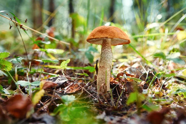 Yakın çekim mantar Leccinum scabrum ormanda büyür. Küçük mantar, yumuşak bokeh, yeşil otlar, yapraklar. Güneşli yaz günü yağmur sonra