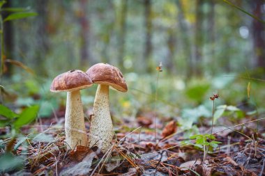 Birlikte ormanın içinde büyüyen ikiz mantar. Doğal çevre dostu ve vejetaryen yemek koleksiyonu
