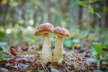 Birlikte ormanın içinde büyüyen ikiz mantar. Doğal çevre dostu ve vejetaryen yemek koleksiyonu