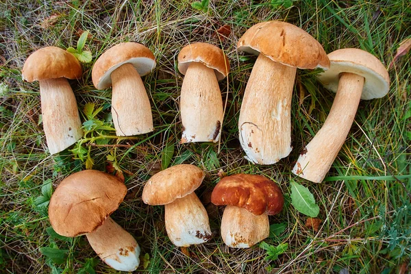 Tło wiele grzybów — Zdjęcie stockowe