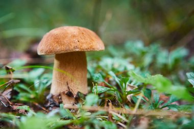 Cep sonbahar ormanda mantar büyüyor. Çörek. Malzeme çekme mantar .