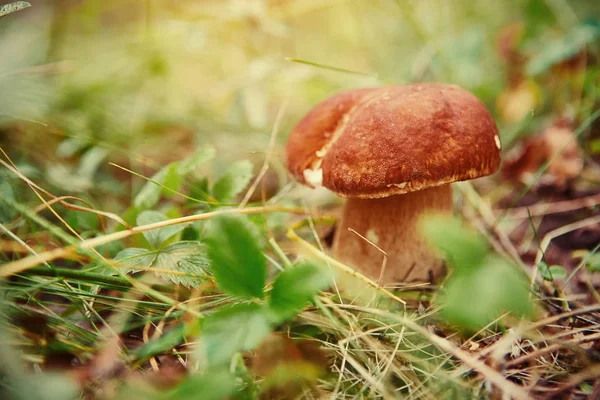 Μανιτάρια Boletus Μεγαλώνει Στο Δάσος Cep Φθινόπωρο Μανιτάρια Μανιτάρια Picking — Φωτογραφία Αρχείου