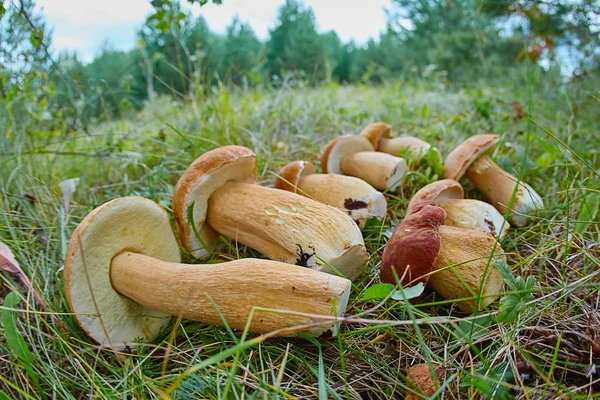 Grzyby Białe Leżące Trawie — Zdjęcie stockowe