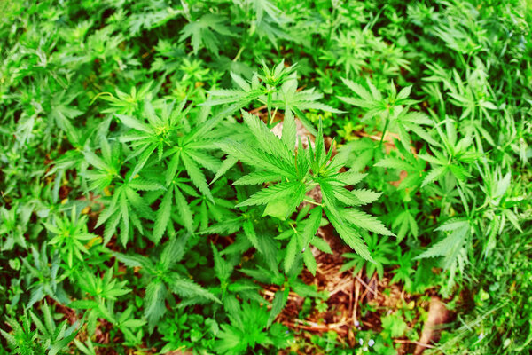 Каннабис выращивает молодые листья в дикой природе. Объектив Fisheye, вид сверху
.