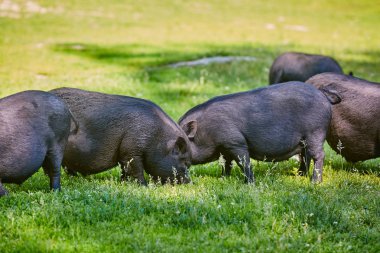 Çiftlikte Vietnamlı göbekli domuz.