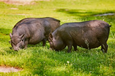 Çiftlikte Vietnamlı göbekli domuz.