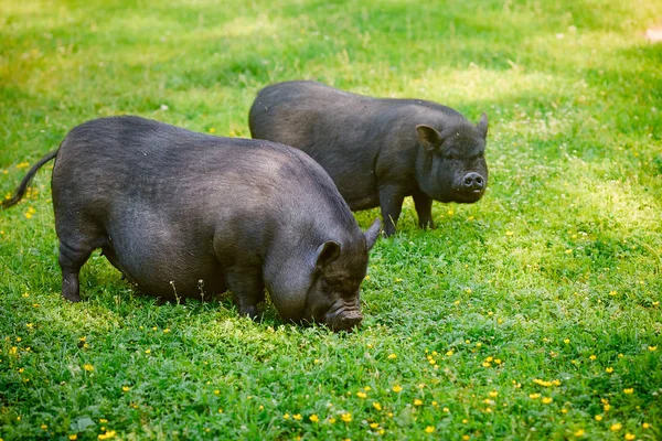 Vietnamese Pot Bellied Pig Graze Lawn Fresh Green Grass — Stock Photo, Image