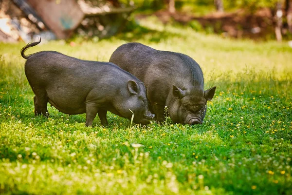 Vietnamese big-bellied black pigs. Are grazed on a farm on a clear green meadow with a fresh grass and flowers.