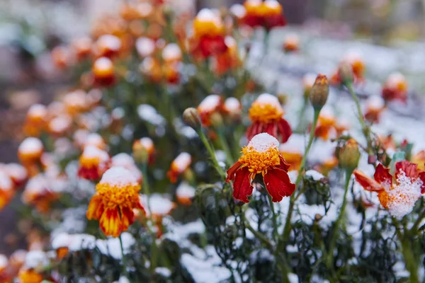 Eerste Sneeuw Bedekt Herfst Bloemen Bloemblaadjes Bevriezen Sterven Aan Lage — Stockfoto