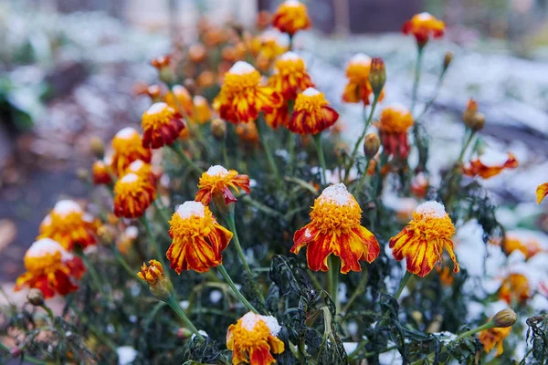 最初の雪には 秋の花が覆われています 花びらは凍結し 低温から死にます 来る冬の寒さ 夏に別れを告げるコンセプト — ストック写真