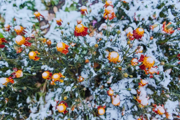 Первый Снег Выпал Оранжевые Желтые Цветы Цветы Замерзают Умирают Первого — стоковое фото