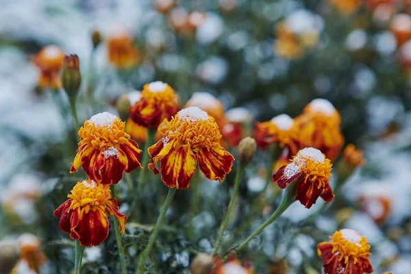 みぞれの形で沈殿します 最初の雪は 鮮やかな秋の花を覆われました 彼らは凍結し 寒さでしおれた — ストック写真