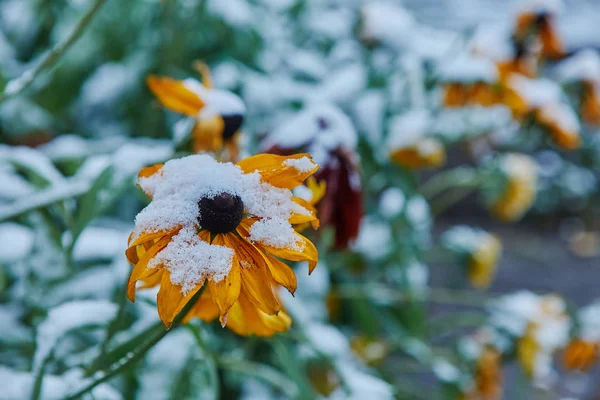 Eerste Sneeuw Viel Oranje Gele Bloemen Bloemen Bevriezen Sterven Aan — Stockfoto