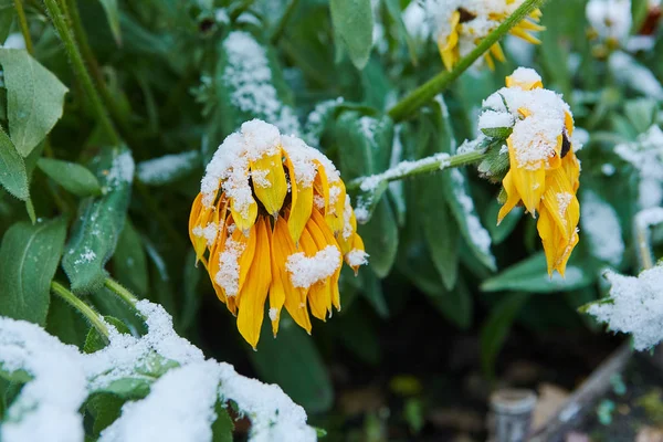 みぞれの形で沈殿します 最初の雪は 鮮やかな秋の花を覆われました 彼らは凍結し 寒さでしおれた — ストック写真