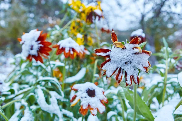 Neerslag Vorm Van Ijzel Eerste Sneeuw Bedekt Heldere Herfst Bloemen — Stockfoto