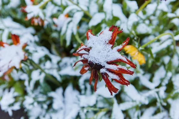 Neerslag Vorm Van Ijzel Eerste Sneeuw Bedekt Heldere Herfst Bloemen — Stockfoto