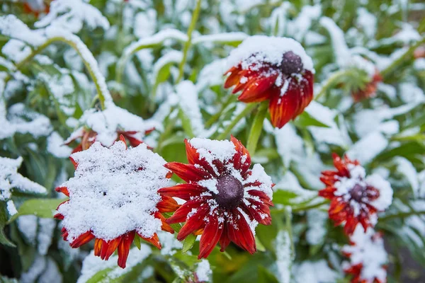 Eerste Sneeuw Viel Oranje Gele Bloemen Bloemen Bevriezen Sterven Aan — Stockfoto