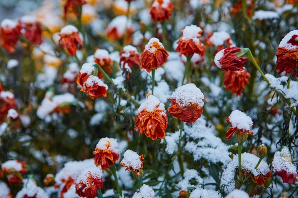 遅い秋の花には 最初の雪が覆われています 花びらは寒さで凍結しました 冬が来ています — ストック写真