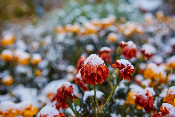 Turuncu Sarı Çiçekler Ilk Kar Düştü Çiçekler Donma Ilk Dondan — Stok fotoğraf