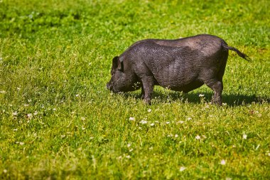 Çiftlikte Vietnamlı göbekli domuz.