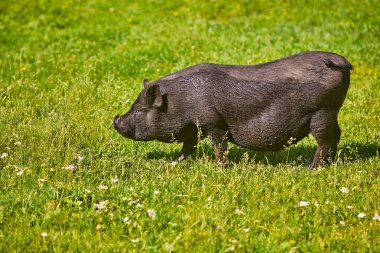 Çiftlikte Vietnamlı göbekli domuz.