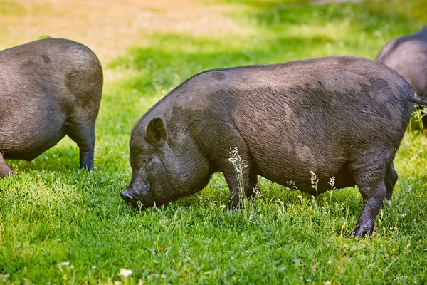 Vietnamesisches Hängebauchschwein Auf Dem Bauernhof — Stockfoto