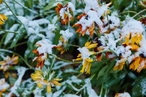 The first snow fell on orange and yellow flowers. Flowers freeze and die from the first frost